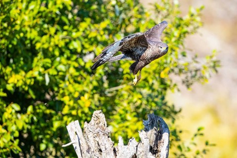 Common Buzzard (Buteo buteo) Germany