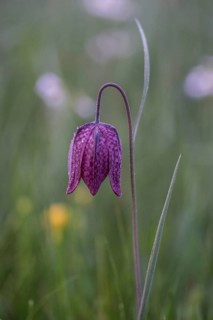 Snake's Head Fritillary (Fritillaria meleagris), Lower Saxony, Germany