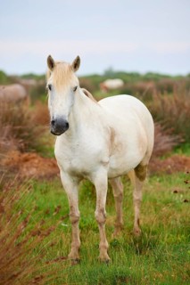 A white Camargue horse stands in a green meadow, surrounded by natural landscape and radiates