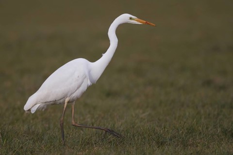 Great Egret (Ardea alba) foraging, North Rhine-Westphalia, Germany
