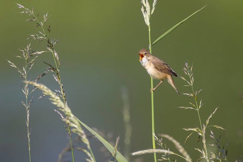 Marsh Warbler (Acrocephalus palustris) singing, North Rhine-Westphalia, Germany