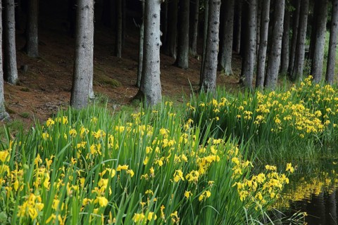 Marsh iris (Iris pseudacorus) on the shore and dark forest with tree trunks, forest edge, UNESCO,
