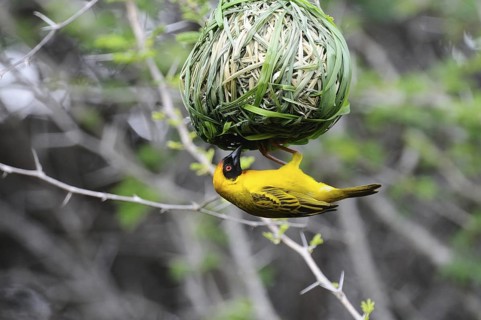 Vitelline Masked Weaver (Ploceus vitellinus) male, Voi, Kenya