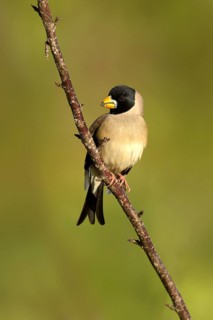 Chinese Grosbeak (Eophona migratoria) male perched on a branch, Ishikawa, Japan