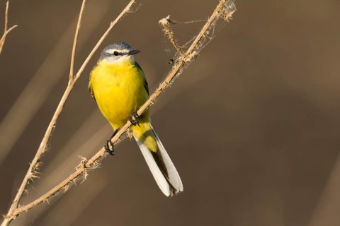 Sykes Wagtail - Schafstelze - Motacilla flava ssp. beema, Russia, adult male