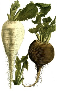 Botany, plants, black and white radish
