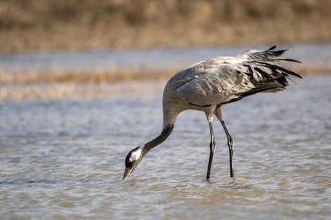 Common Crane (Grus grus) foraging in shallow water, Castile-La Mancha, Spain