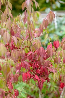 Winged spindle bush (Euonymus alatus 'Compactus'), Hesse State Garden Show, Germany