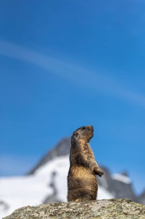 One adult Alpine Marmot, Marmota marmota, standing erected on a rock. Grossglockner Mountain in the