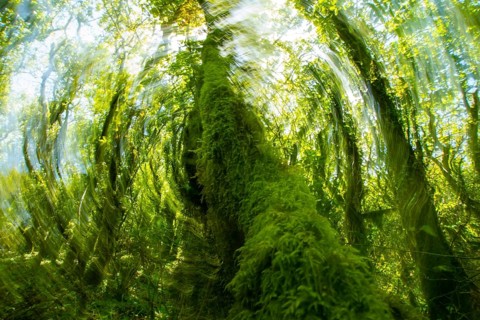 A vividly green, motion blurred image of dense forest foliage radiating sunlight through a myriad