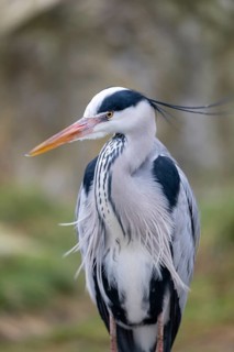 Grey heron (Ardea cinerea), portrait, Vienna, Austria