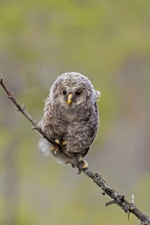 Ural owl (Strix uralensis) owlet perched in tree, Scandinavia