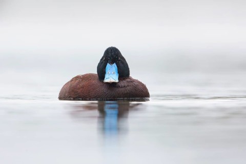 Blue-billed Duck (Oxyura australis) male, Victoria, Australia