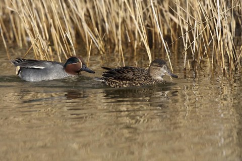 Eurasian Teal (Anas crecca), Castile-La Mancha, Spain