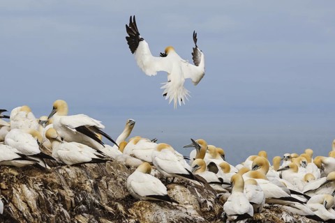Northern Gannet (Morus bassanus), Scotland, United Kingdom