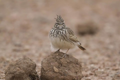 Thekla Lark (Galerida theklae), Morocco