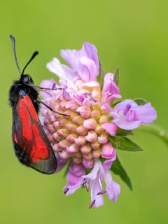 (Zygaena purpuralis), (Zygaena minos), thyme hawk moth, beavernell hawk moth, moth, butterfly,