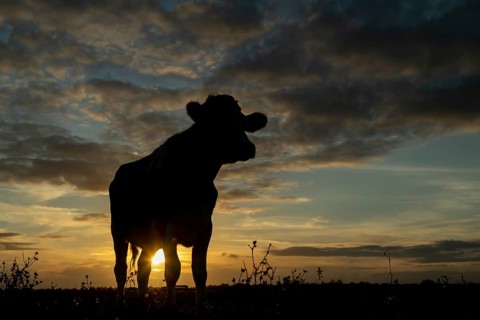 Domestic cow or cattle (Bos taurus) adult farm animal looking over the reserve silhouette at