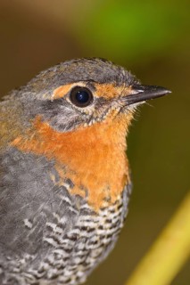 Chucao Tapaculo (Scelorchilus rubecula), Chiloe, Chile