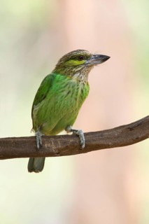 Green-eared Barbet (Psilopogon faiostrictus), Kaeng Krachan, Thailand