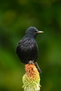 Common or European starling (Sturnus vulgaris) adult bird on a garden Red hot poker flower in
