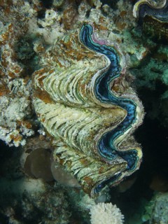 Fluted giant clam (Tridacna squamosa)