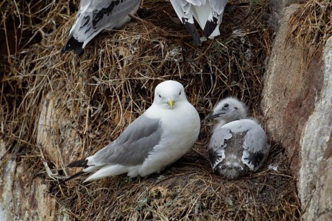 Black legged kittiwake (Rissa tridactyla) adult bird and juvenile baby on a nest on a cliff in