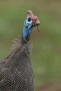 Helmeted Guineafowl (Numida meleagris), Mpumalanga, South Africa