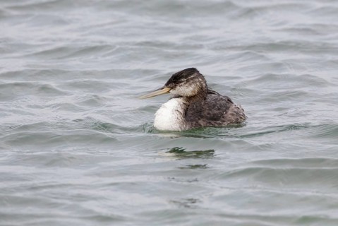 Great Grebe (Podiceps major), Chubut, Argentina
