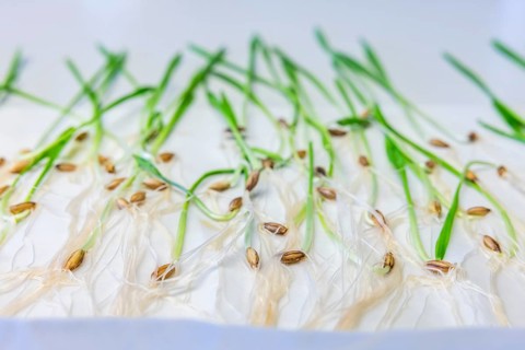 Germinating barley in the germ laboratory of the Leibniz Institute of Plant Genetics and Crop Plant