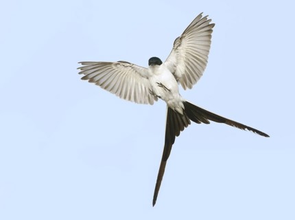 Fork-tailed Flycatcher (Tyrannus savana) flying, Texas, USA