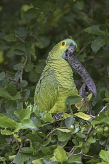 Turquoise-fronted Amazon (Amazona aestiva), Mato Grosso do Sul, Brazil