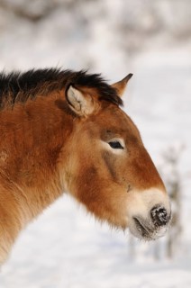 Side view of a Przewalski's horse in the snow, concentrated and calm, Przewalski's horse (Equus