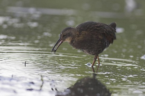 Virginia Rail (Rallus limicola), Ontario, Canada