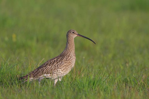 Eurasian Curlew (Numenius arquata), North Rhine-Westpalia, Germany