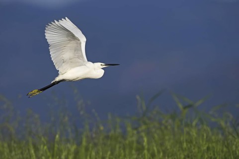 Little Egret (Egretta garzetta), Lesvos, Greece