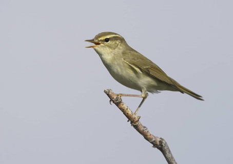 Arctic Warbler (Phylloscopus borealis) singing, Alaska, USA