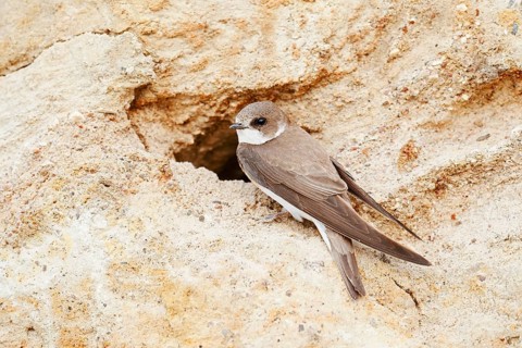 Sand martin (Riparia riparia) at the breeding tube, Schleswig-Holstein, Germany