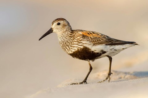 Dunlin (Calidris alpina), Poland