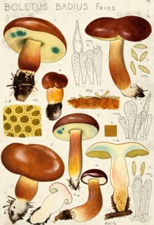 Mushroom, mushrooms, chestnut boletus, Imleria badia, syn. Boletus badius and Xerocomus badius,