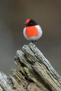 Red-capped Robin (Petroica goodenovii) perched on an old tree stump, Victoria, Australia