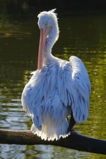 Dalmatian Pelican (Pelecanus crispus), sitting on a branch, occurring in south-east Europe, Asia,
