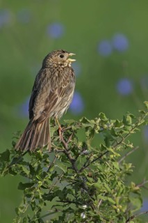 Corn Bunting (Emberiza calandra) singing, Bulgaria
