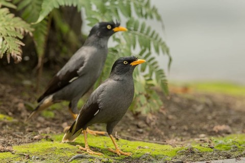 Javan Myna (Acridotheres javanicus), Singapore