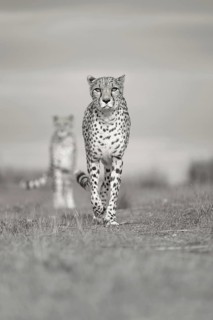 Cheetah (Acinonyx jubatus) two females walking in grassland, Castile-La Mancha, Spain