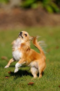 A jumping Chihuahua on a green meadow in motion, Chihuahua, Longhair