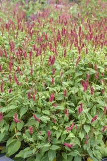 Candle knotweed (Persicaria amplexicaulis 'JS Caliente'), Bernburg, Saxony-Anhalt, Germany
