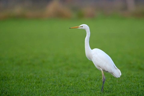 Silberreiher (Casmerodius albus), Great white egret, Altvogel auf Nahrungssuche, Dezember, NSG