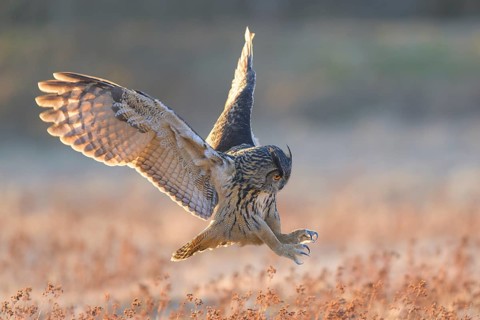 Eurasian Eagle-owl (Bubo bubo), in flight over a meadow in the last light, backlight, Swabian Alb