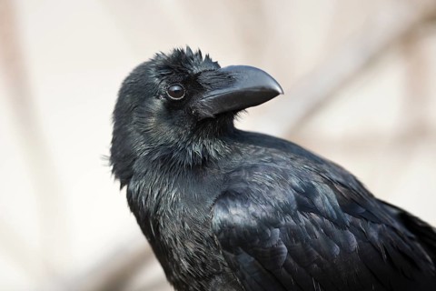Large-billed Crow (Corvus macrorhynchos tibetosinensis), Punakha, Bhutan